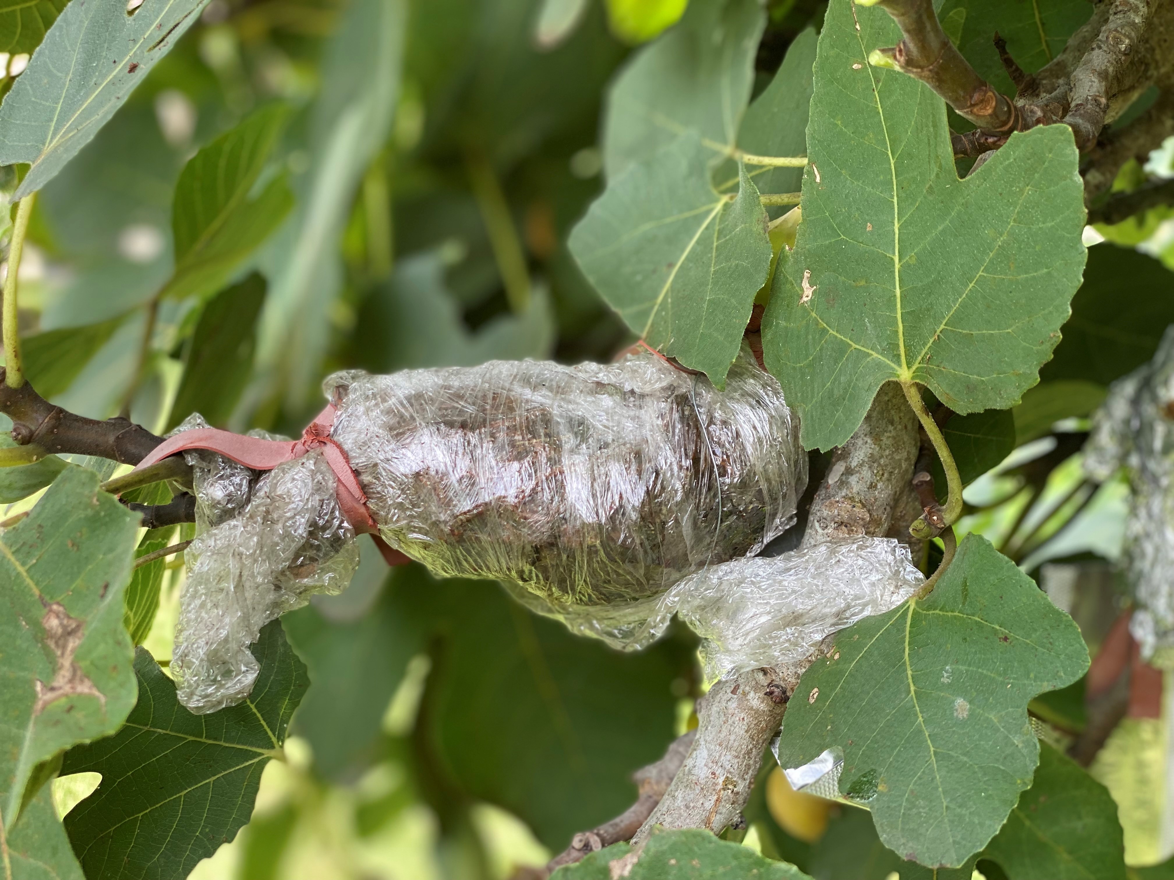 Air layered fig cutting should be covered in moist sphagnum moss and wrapped with plastic wrap and sealed with rubber bands. 